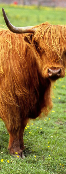 Highland Cattle